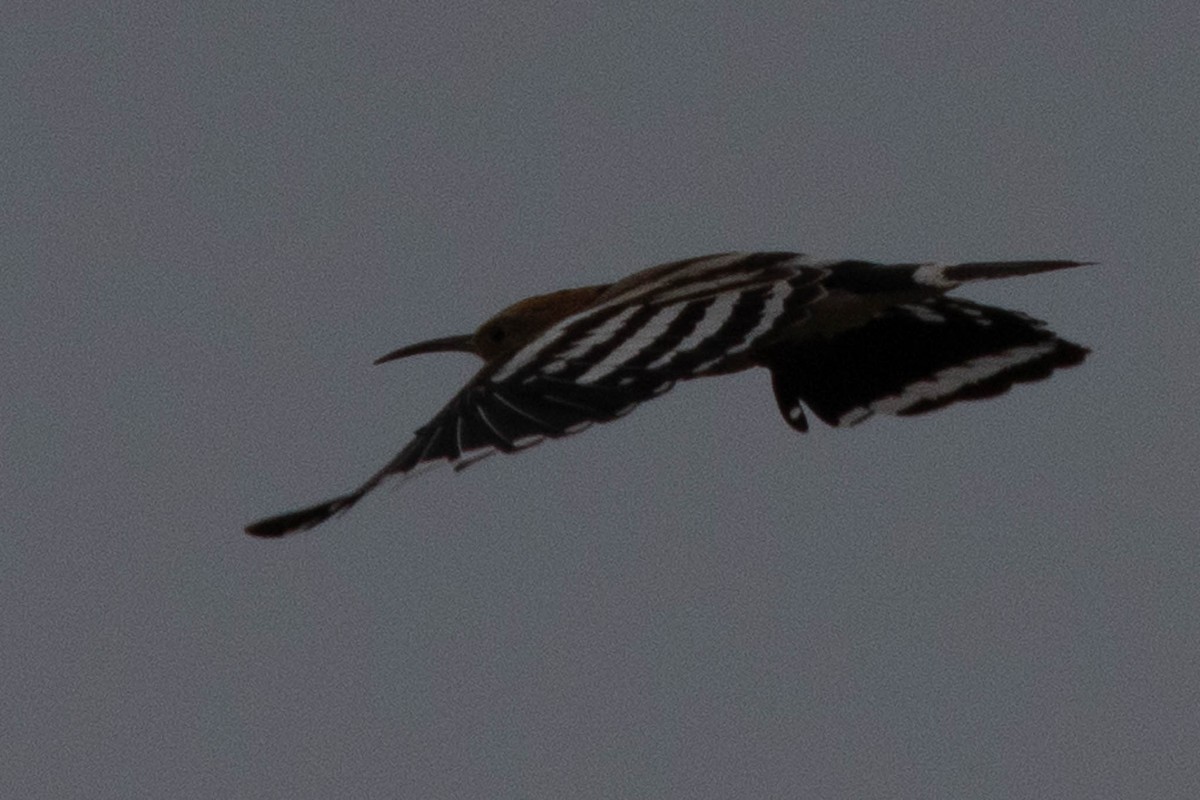 Eurasian Hoopoe - ML475120081