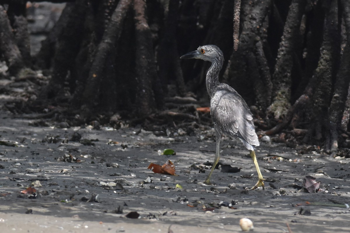 Yellow-crowned Night Heron - ML475120211