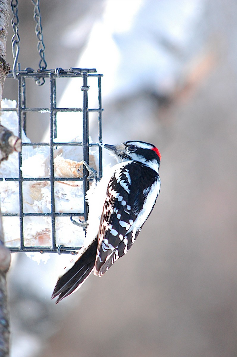 Downy Woodpecker - ML47512041