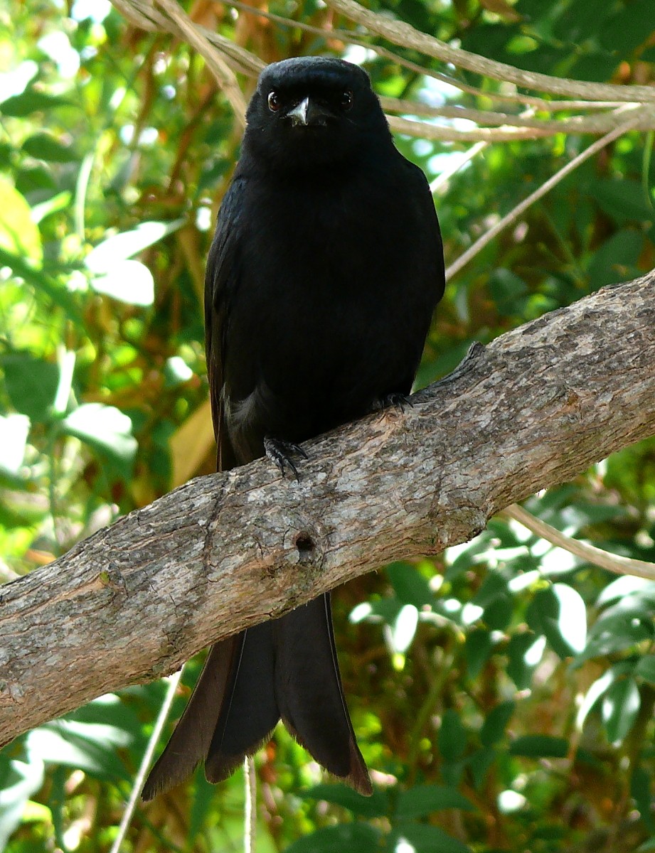 Fork-tailed Drongo - ML47512081