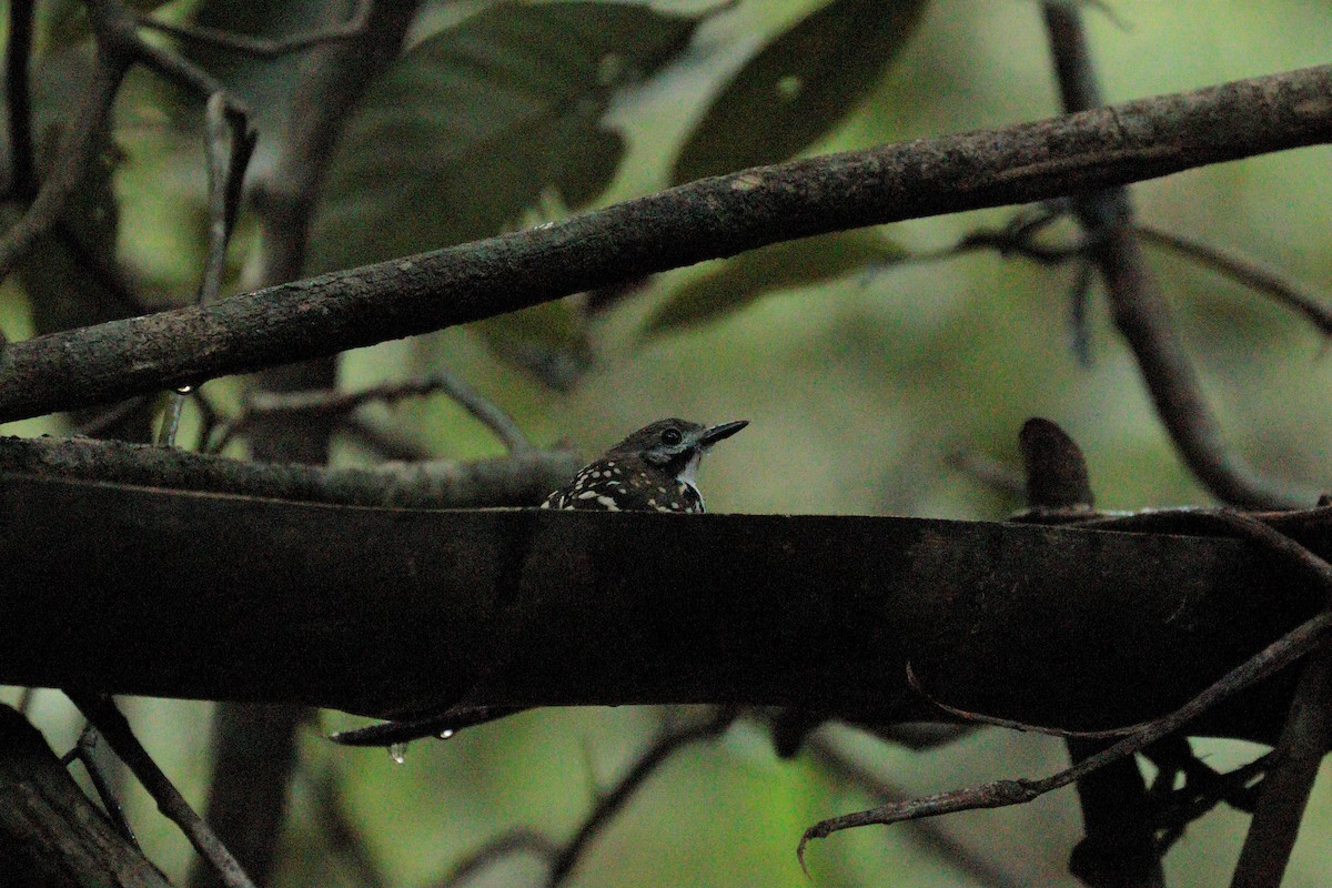 Dot-backed Antbird - ML475121111