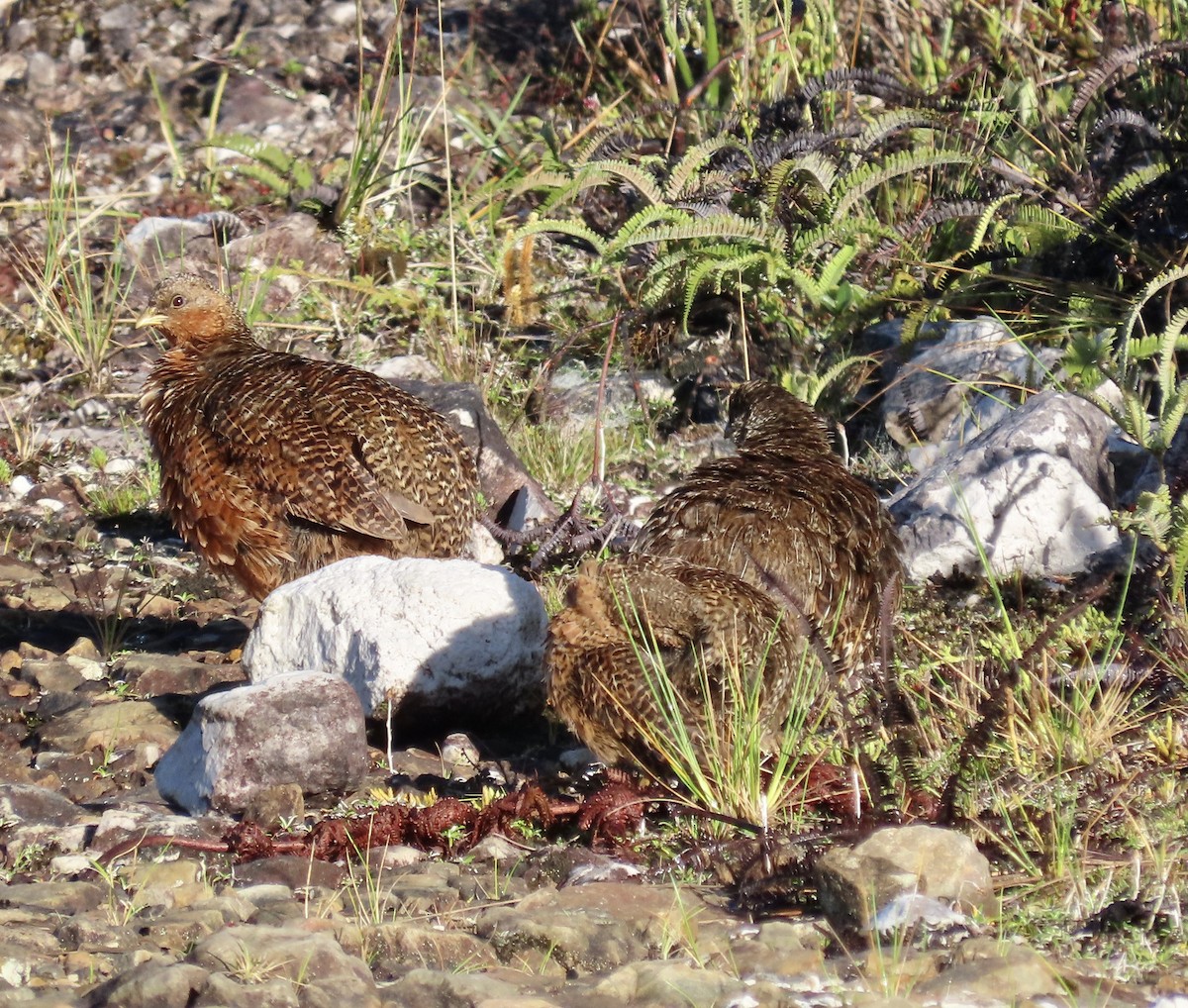 Snow Mountain Quail - ML475122841