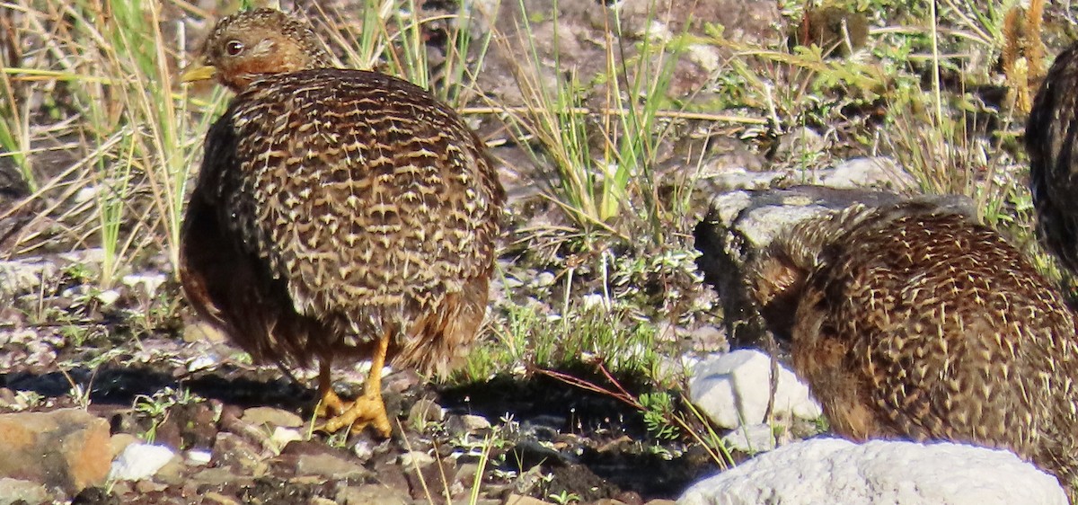 Snow Mountain Quail - ML475122851