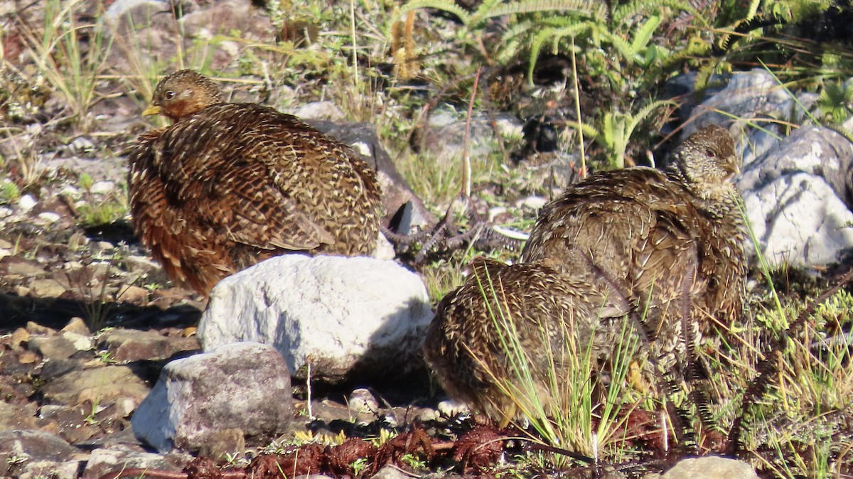 Snow Mountain Quail - ML475122881