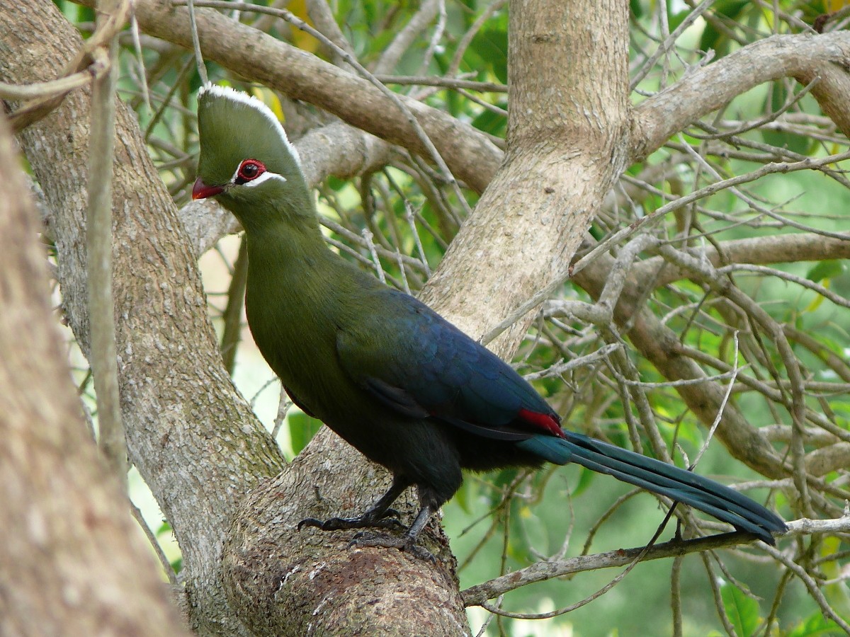 Knysna Turaco - ML47512331