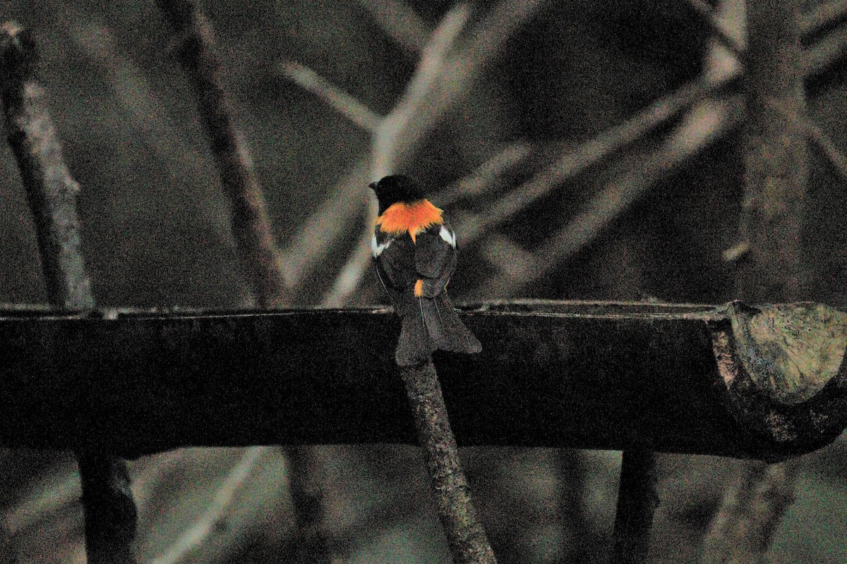 White-winged Shrike-Tanager - Pedro Plans