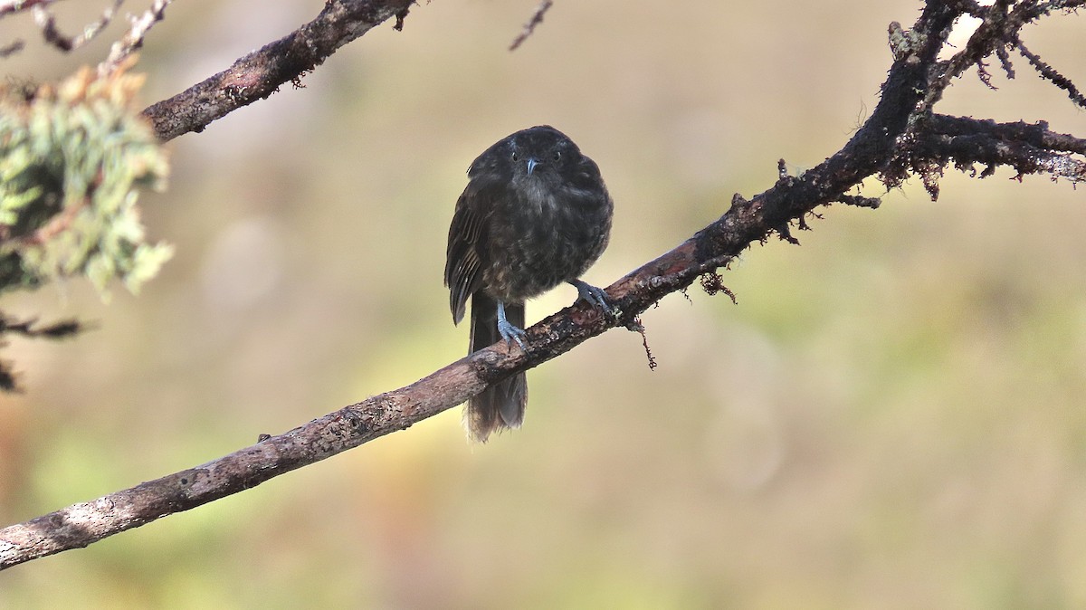 Gray-streaked Honeyeater - ML475124181