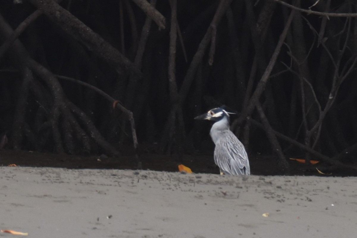 Yellow-crowned Night Heron - ML475124681