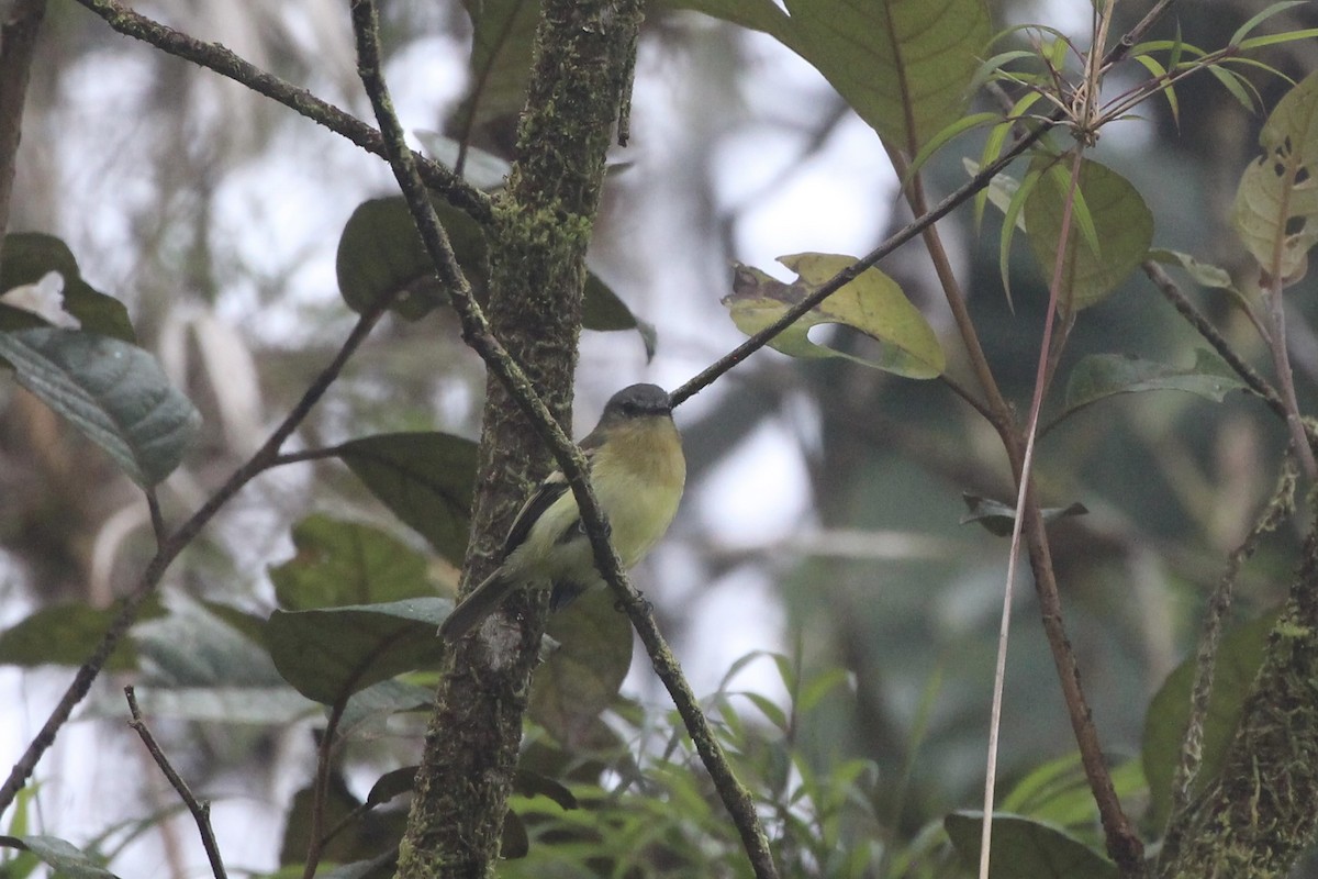 Handsome Flycatcher - Jodhan Fine