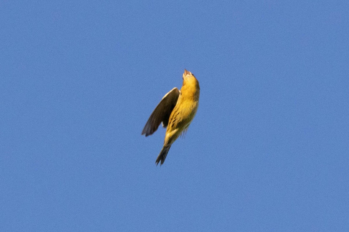 Bobolink - ML475125271