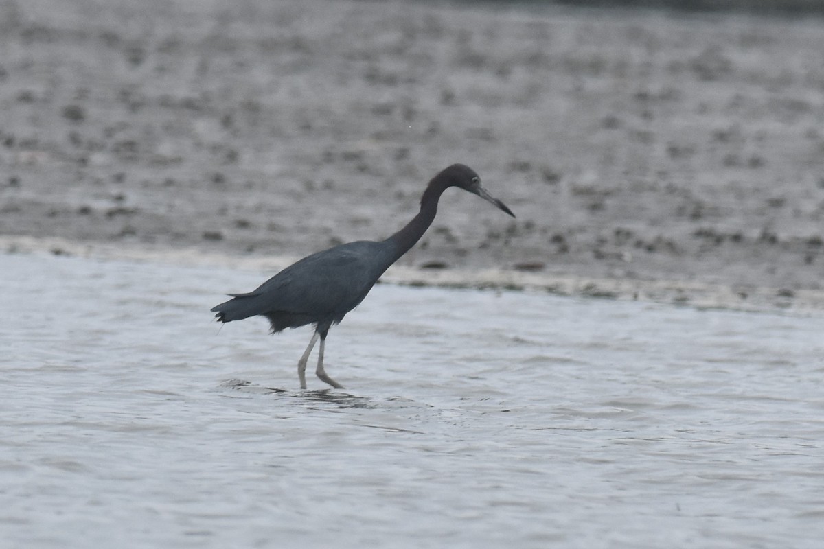 Little Blue Heron - ML475125361