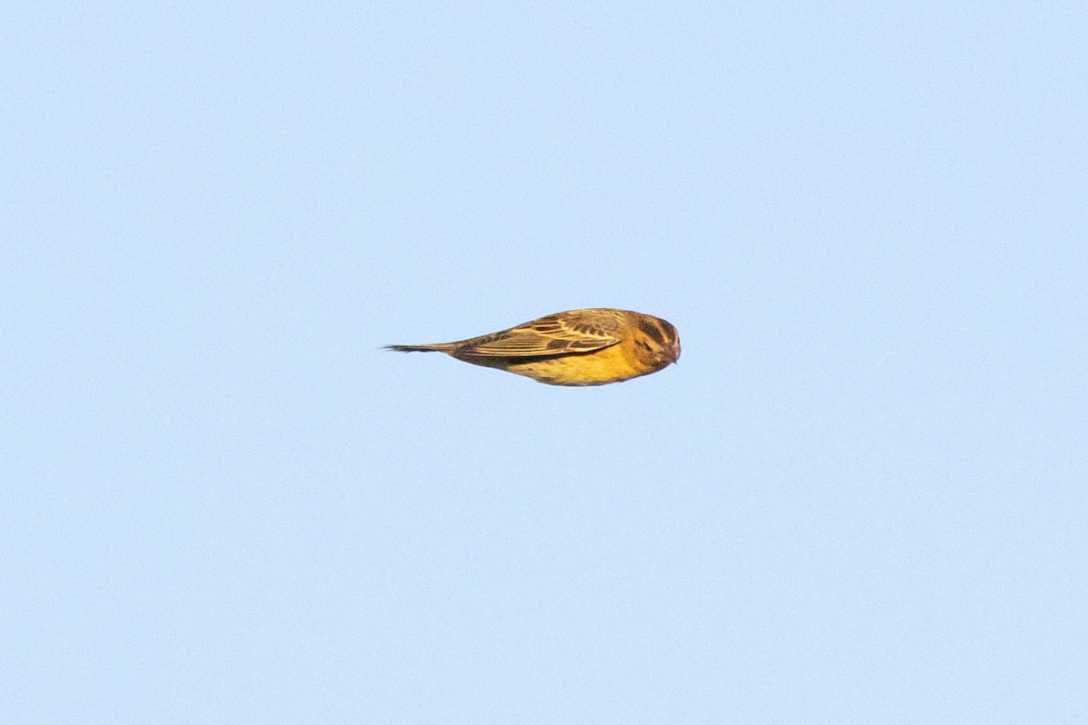 Bobolink - ML475125461