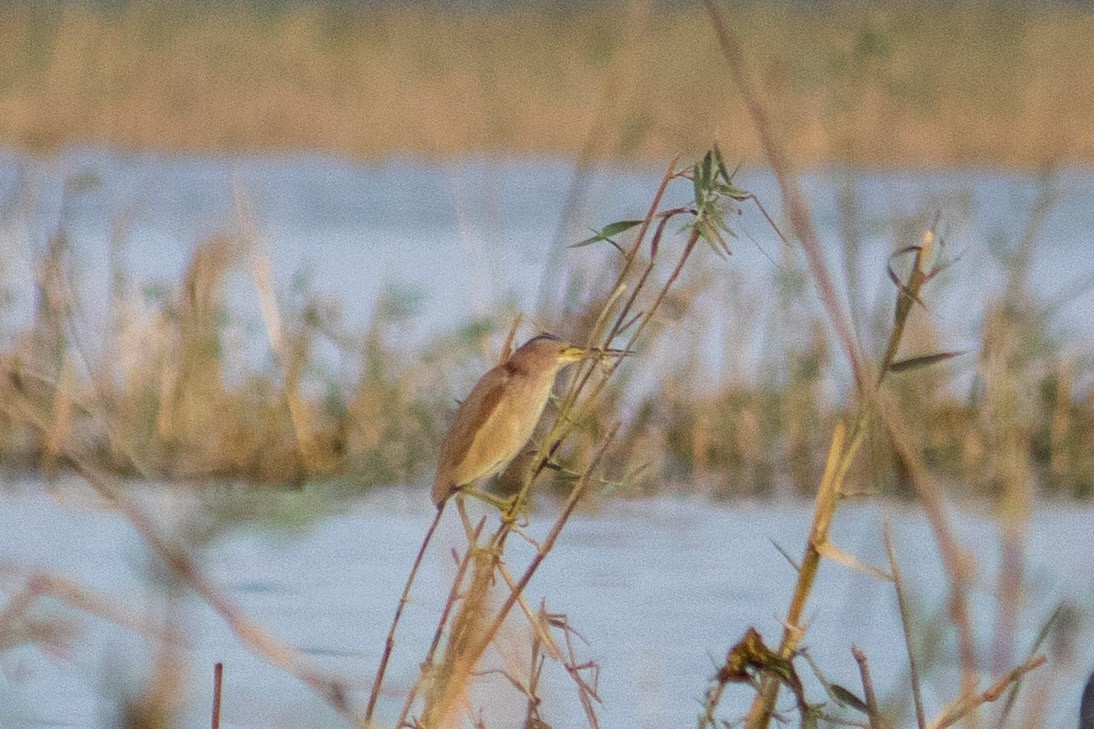 Yellow Bittern - ML475126331