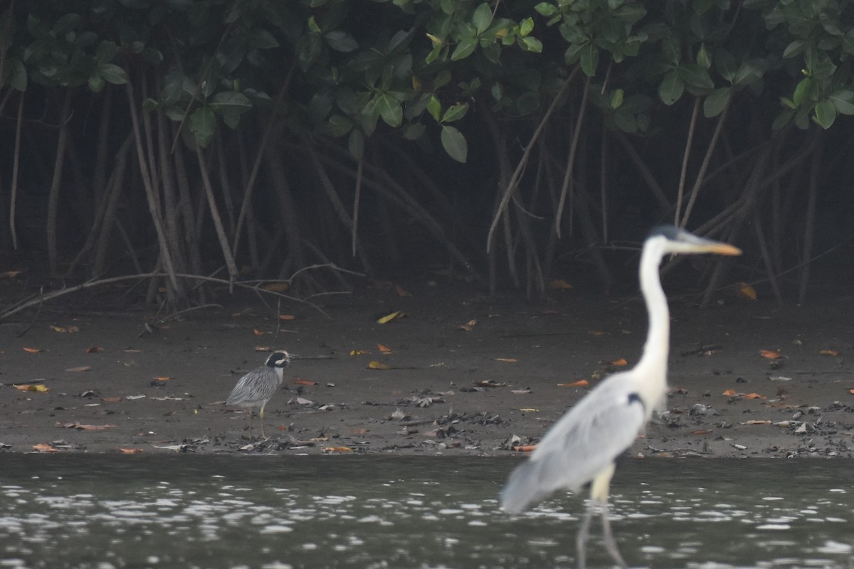 Yellow-crowned Night Heron - ML475126461