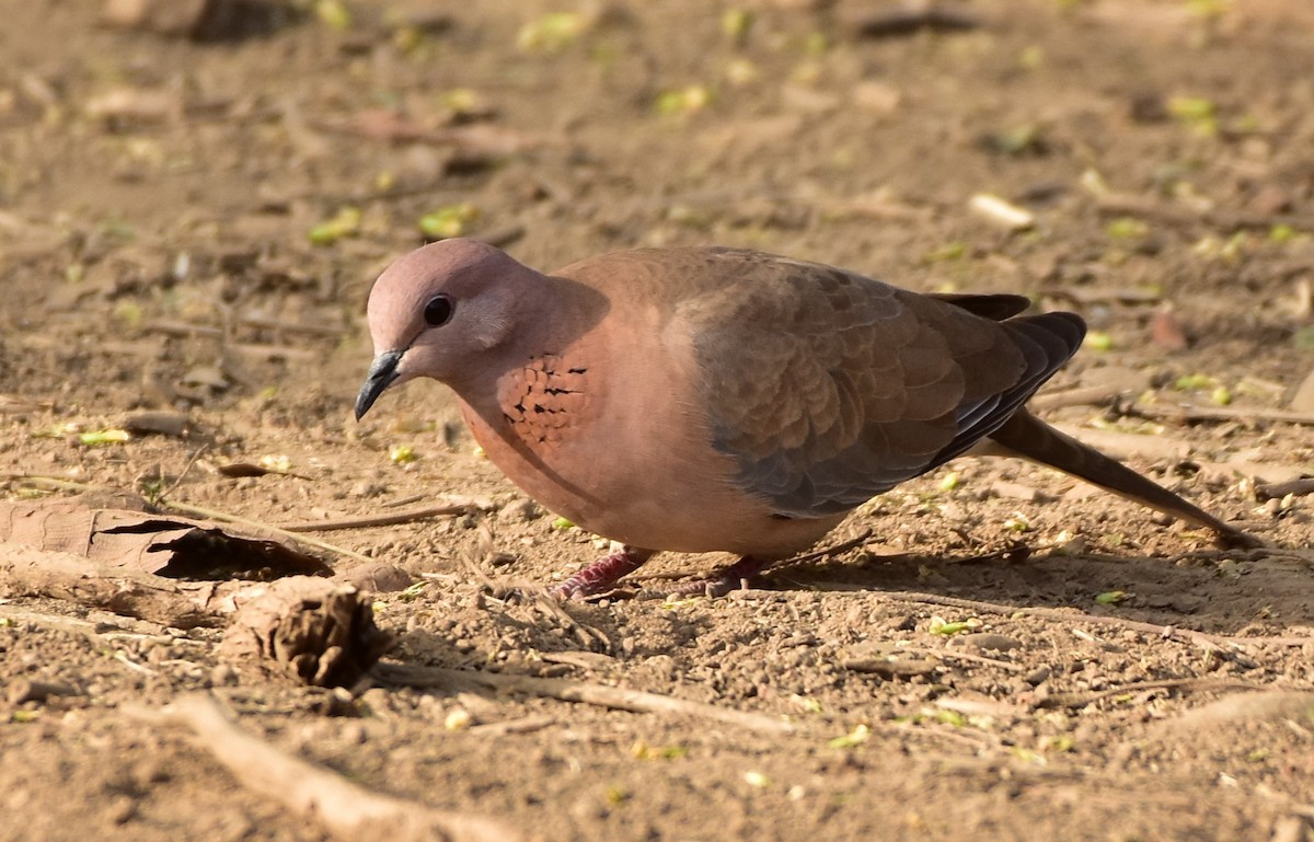 Laughing Dove - ML475126531