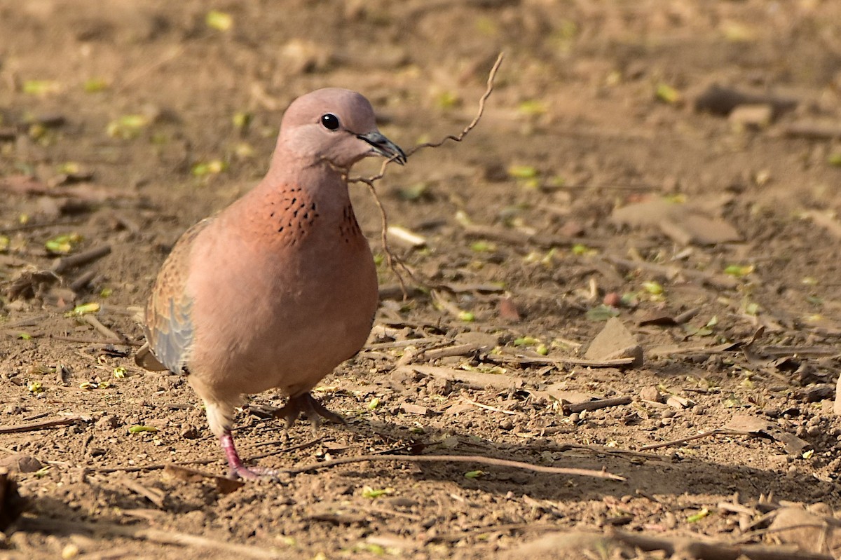Laughing Dove - ML475126551