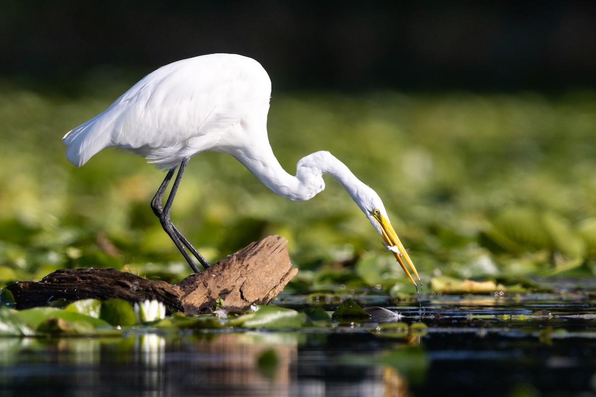 Great Egret - Brad Imhoff