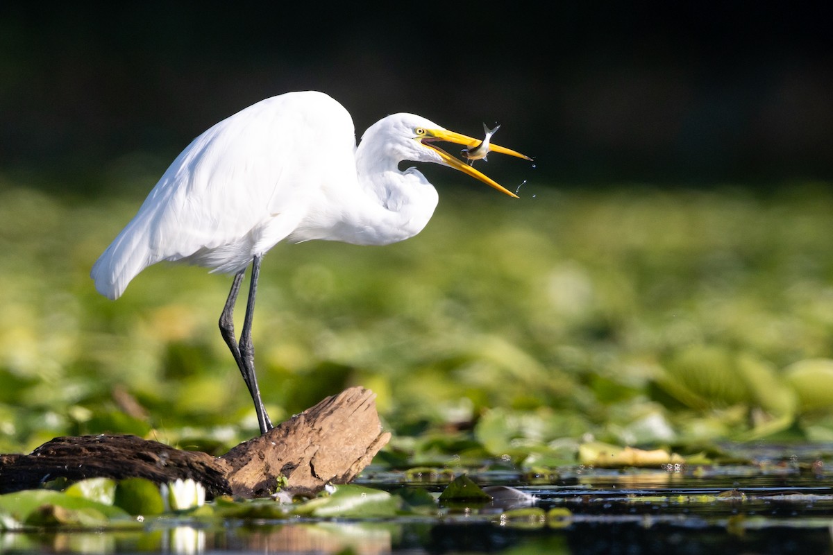 Great Egret - ML475127061