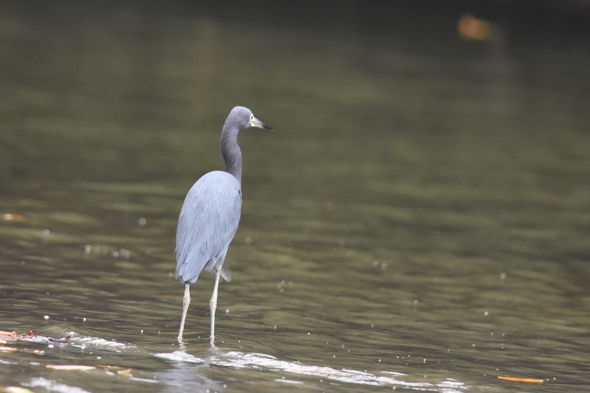 Little Blue Heron - ML475127151