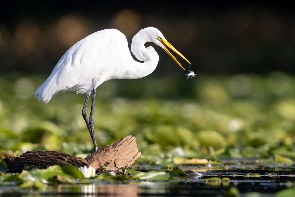 Great Egret - ML475127191