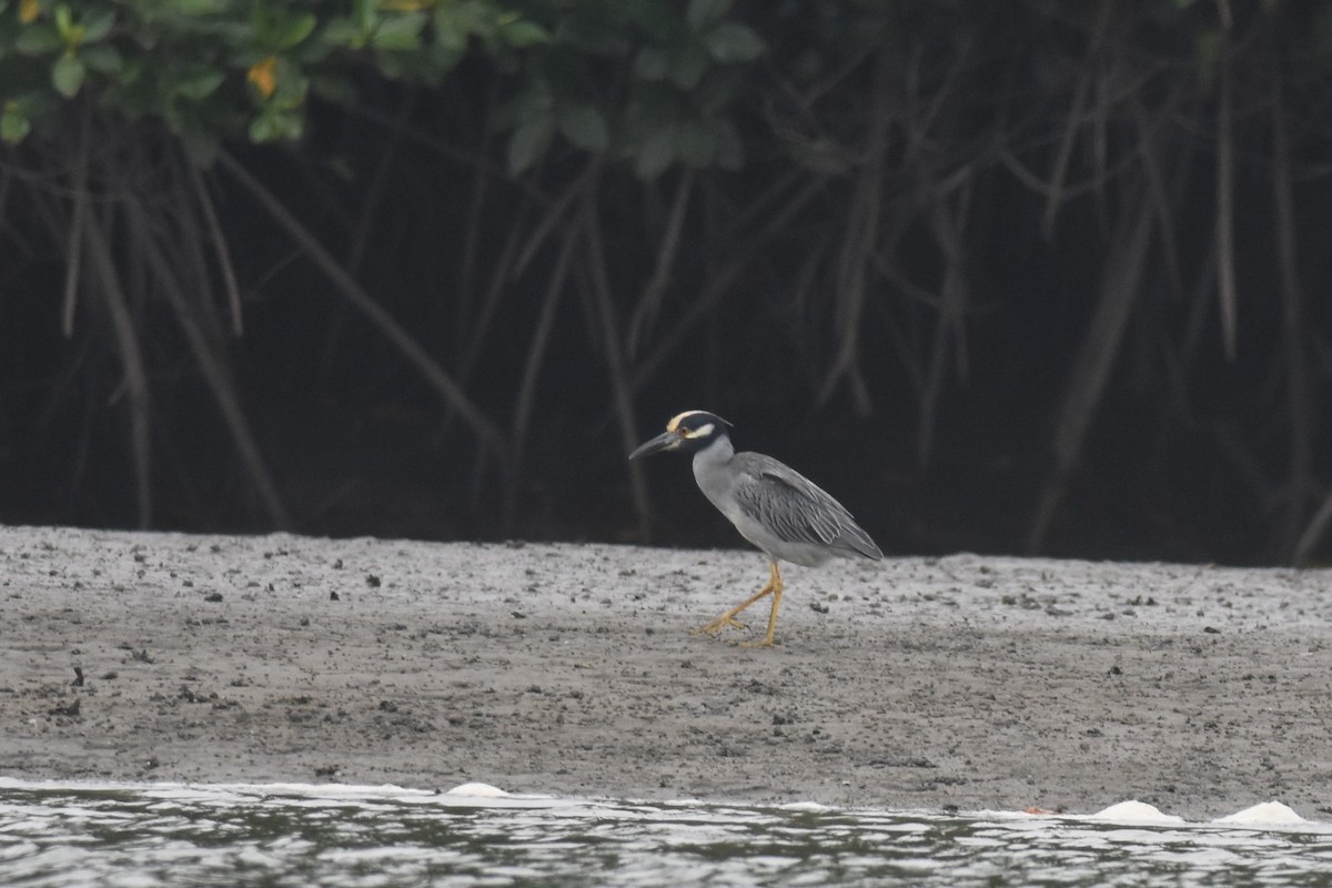 Yellow-crowned Night Heron - Kazumi Ohira