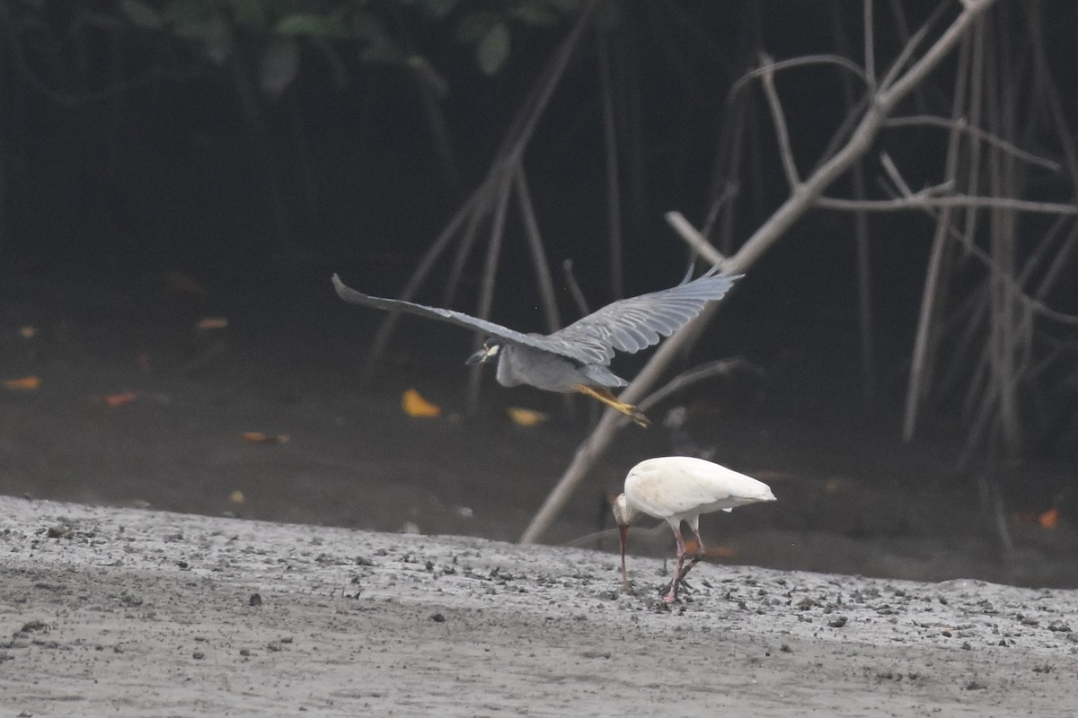 Yellow-crowned Night Heron - ML475127721