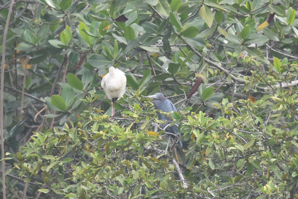 Little Blue Heron - ML475128711