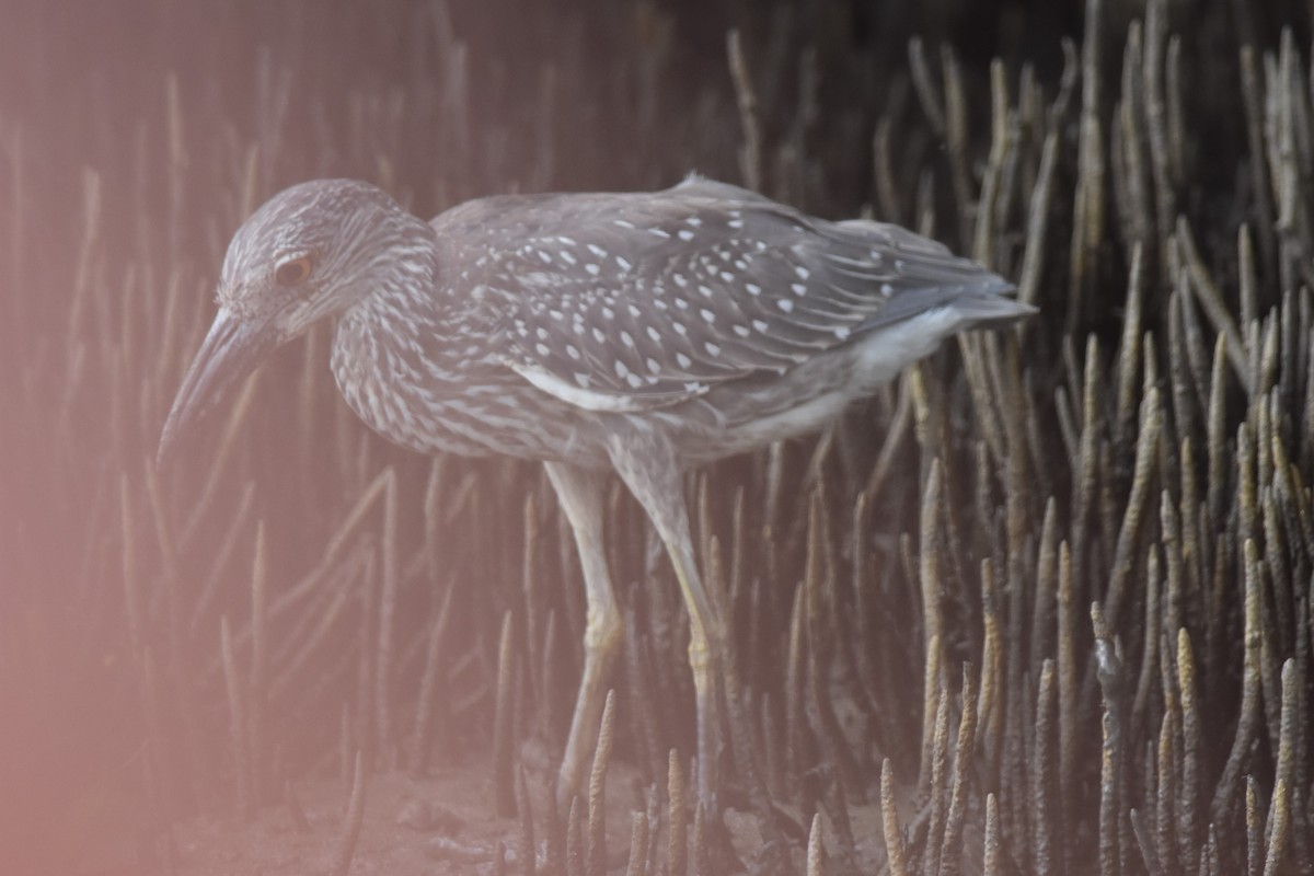 Yellow-crowned Night Heron - ML475129211