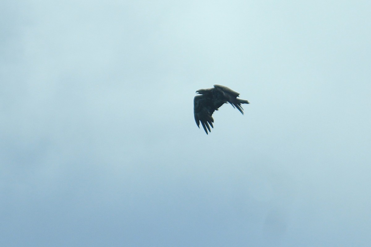 Bald Eagle - ML475129431