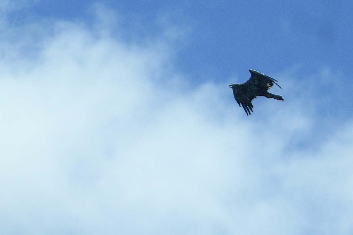 Bald Eagle - ML475129451