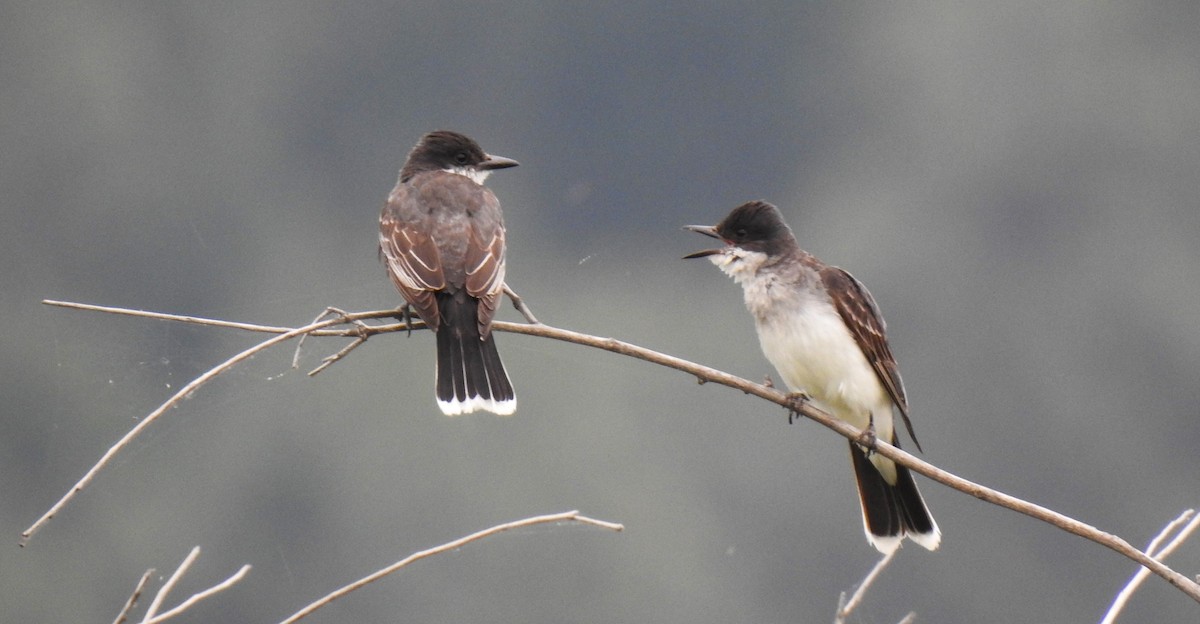 Eastern Kingbird - Claude Rioux