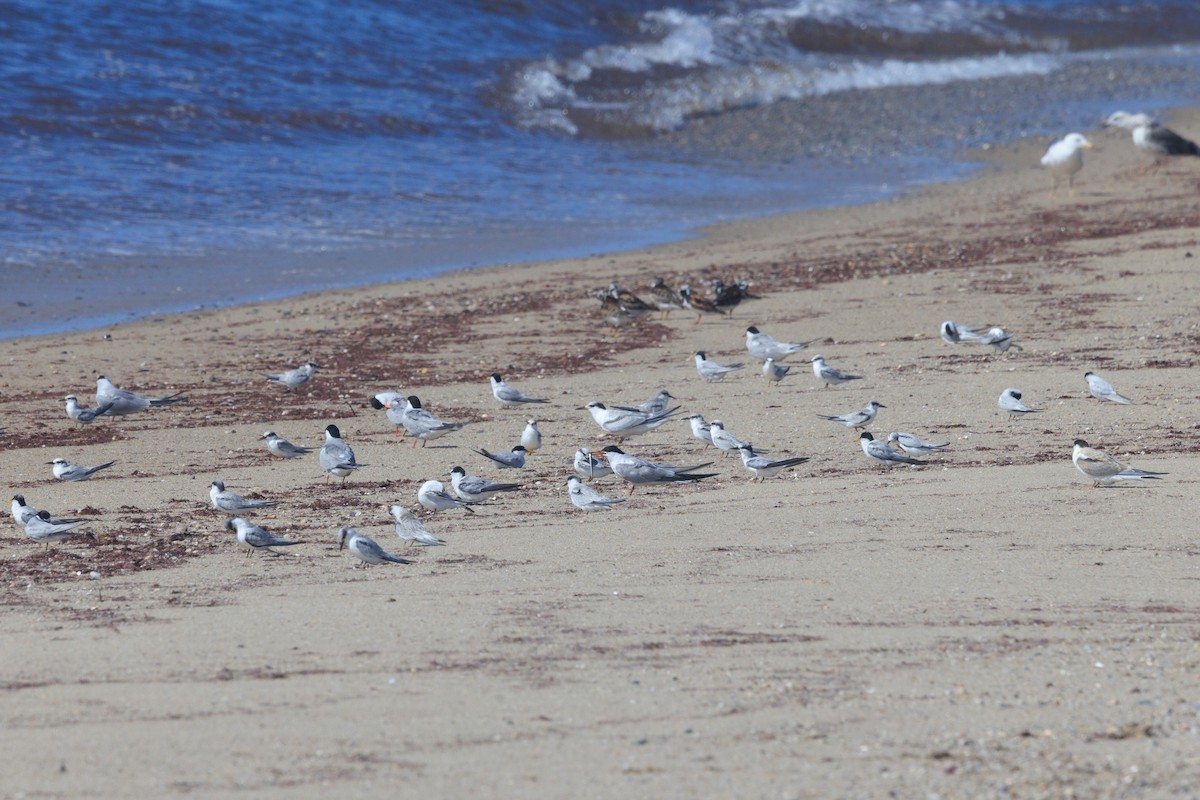 Common Tern - ML475130311