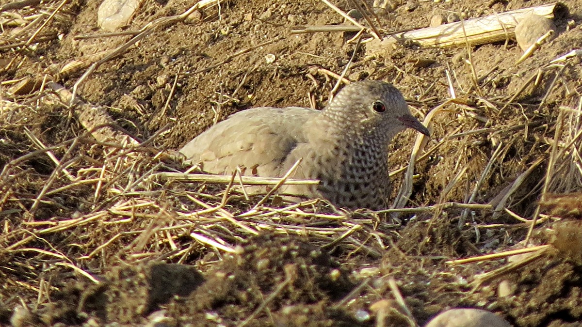 Common Ground Dove - ML475130531