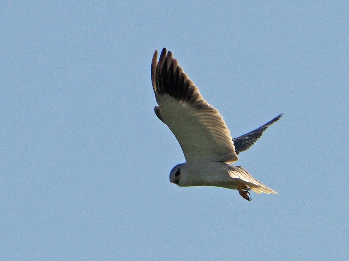 Black-winged Kite - ML475131151