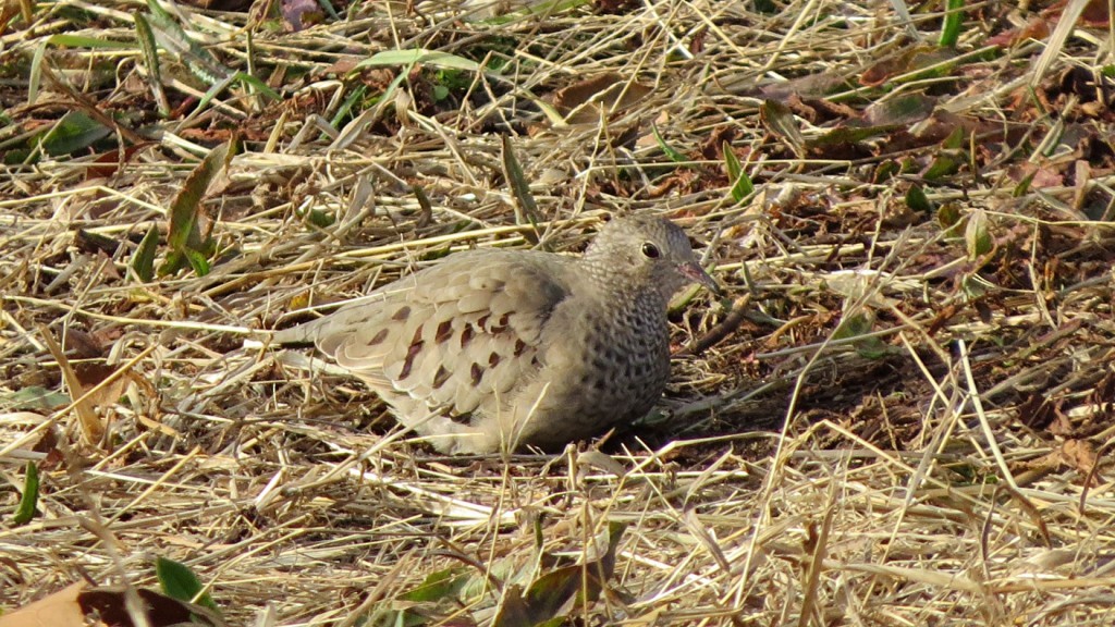 Common Ground Dove - ML475131491