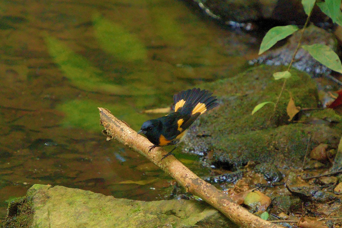 American Redstart - ML475131791