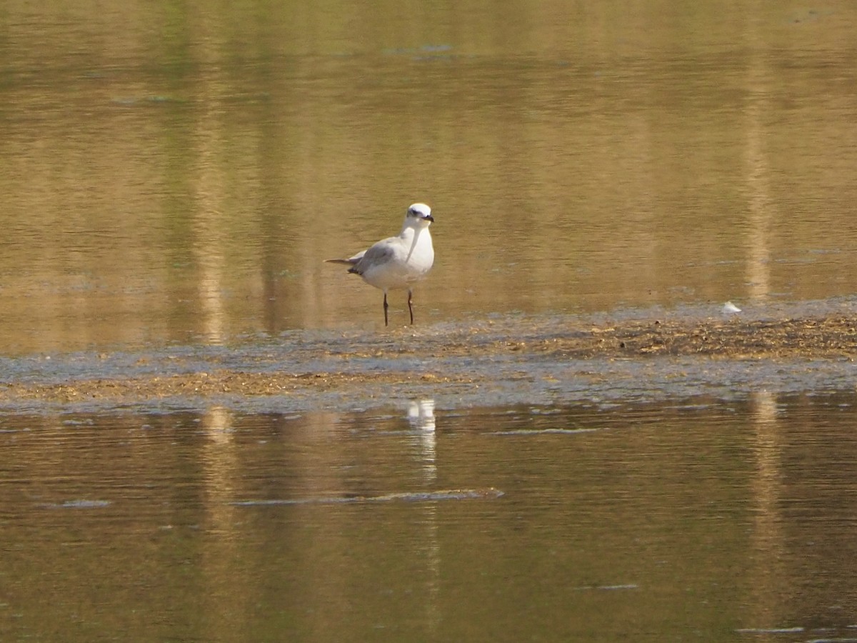 Gaviota Cabecinegra - ML475133871