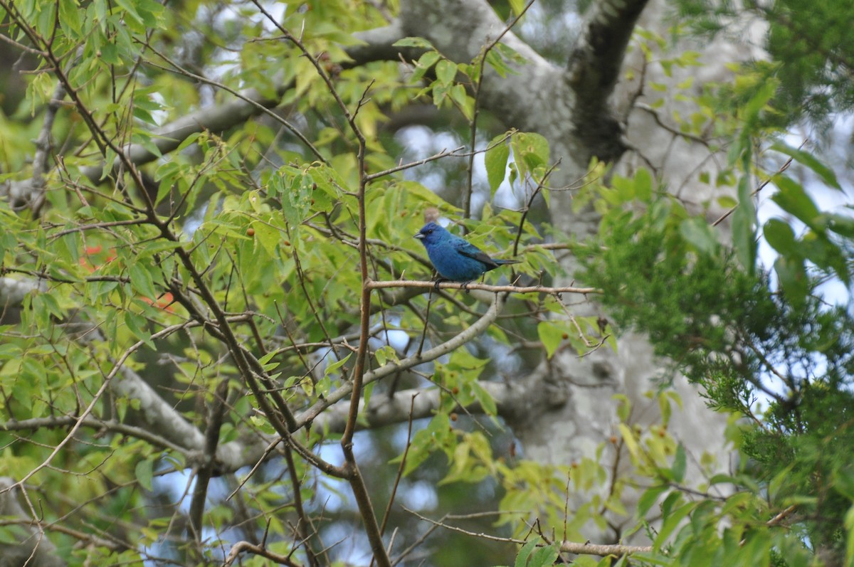 Indigo Bunting - Christine Miller