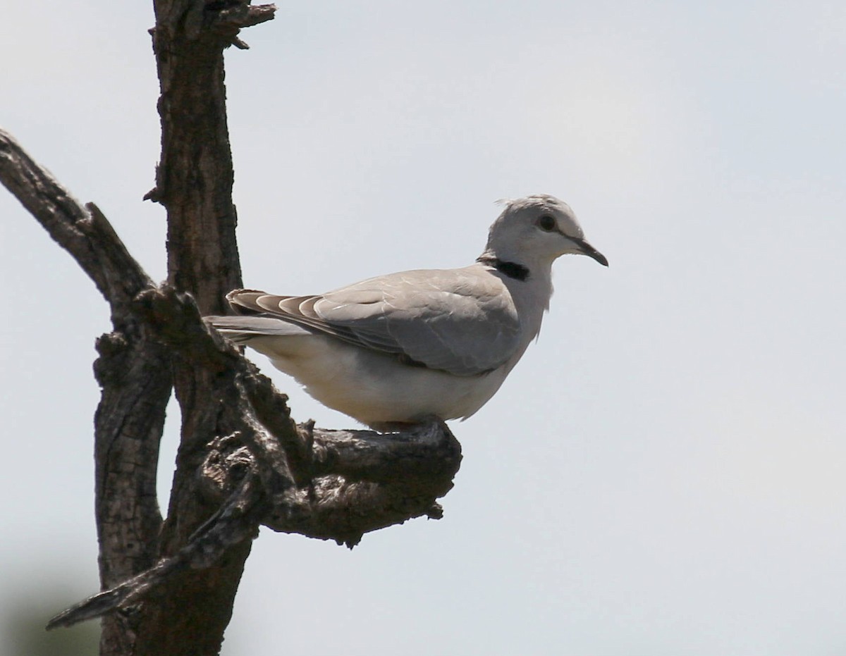 Ring-necked Dove - ML47513521