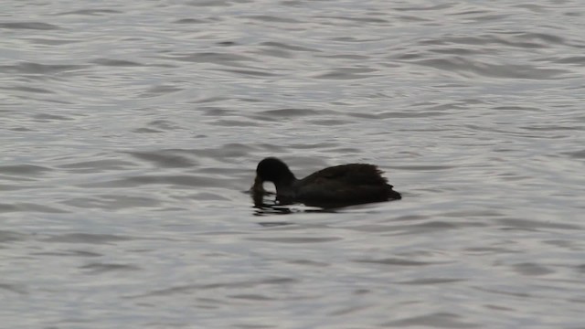 American Coot (Red-shielded) - ML475136
