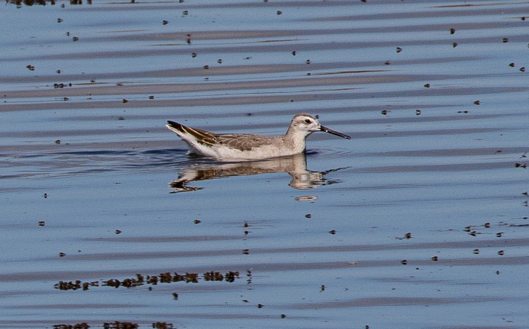 Falaropo Tricolor - ML475136921