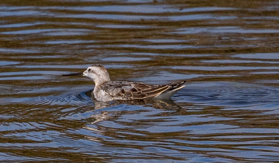 hvithalesvømmesnipe - ML475136931