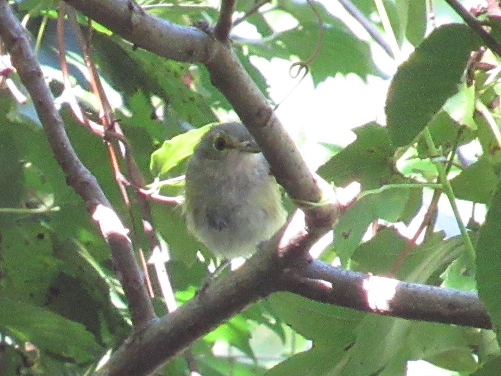 White-eyed Vireo - ML475137741