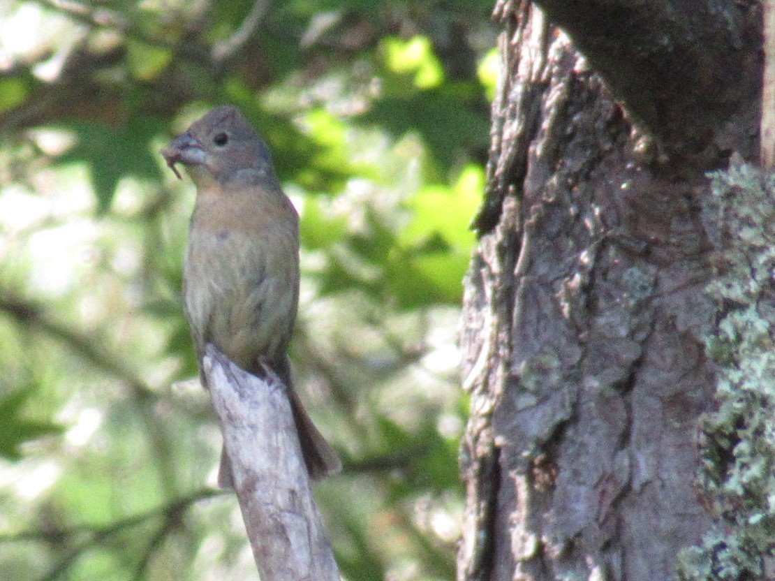 Blue Grosbeak - ML475138151