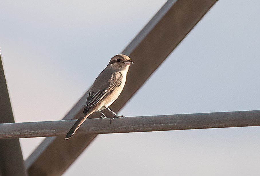 Isabelline Shrike (Daurian) - Chris Jones