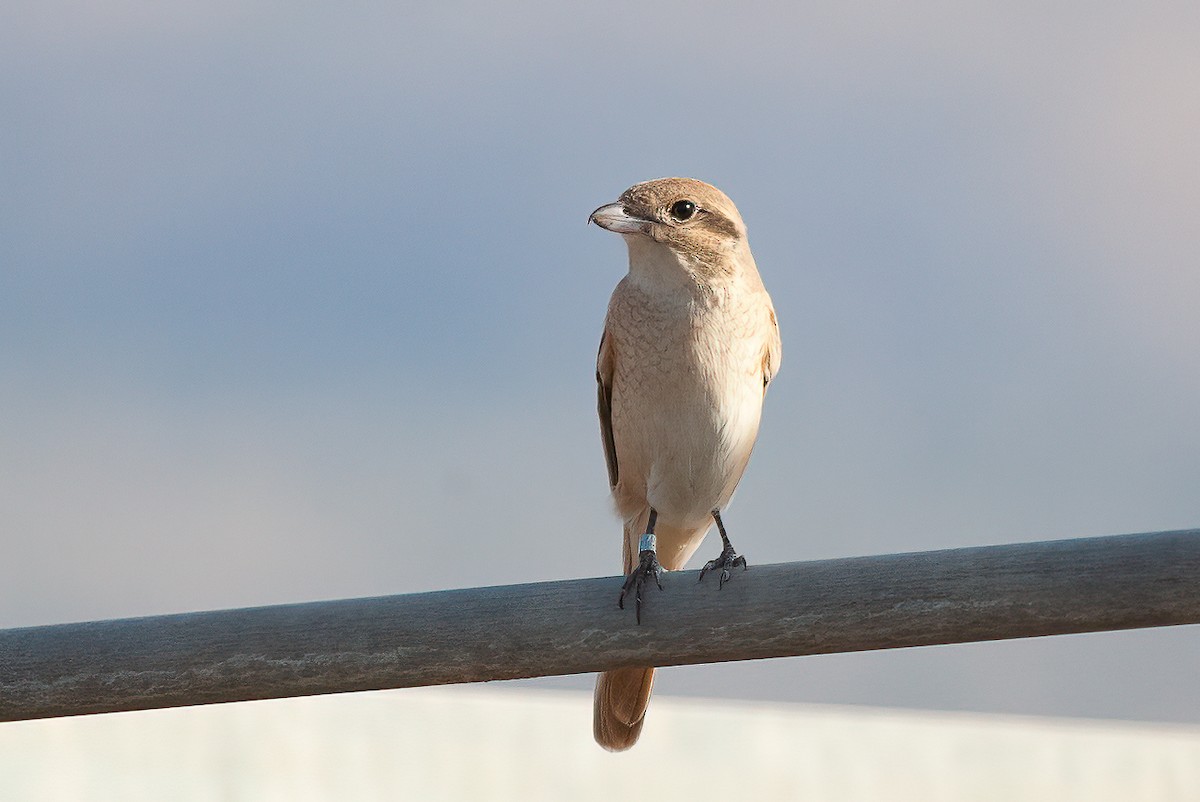 isabellavarsler (isabellinus) - ML475138191