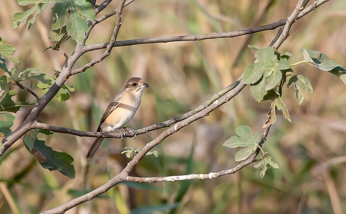 Isabelline Shrike (Daurian) - Chris Jones