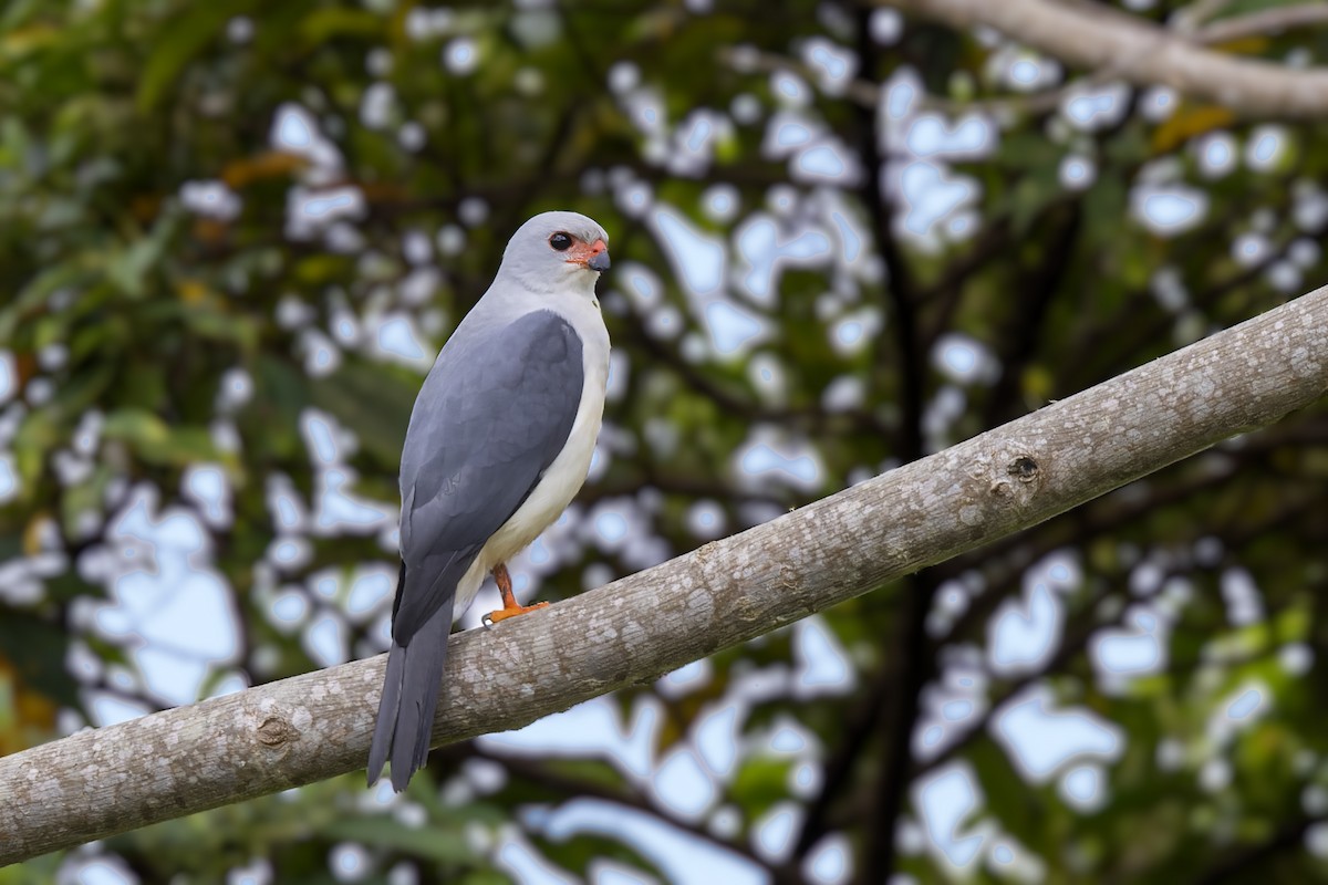 Gray-headed Goshawk - ML475139671