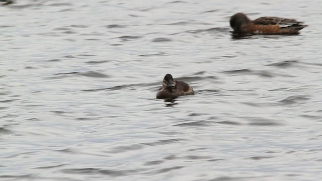 Ruddy Duck - ML475140