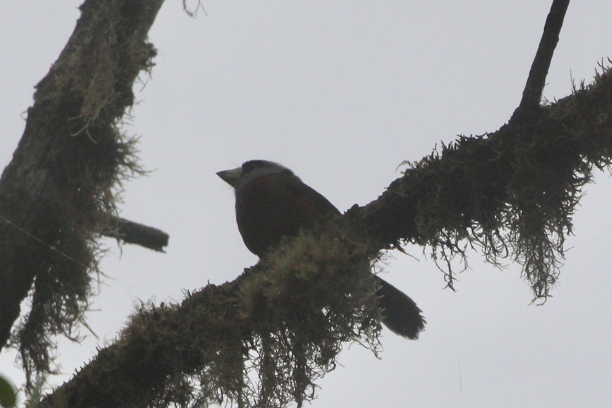 Toucan Barbet - ML475140761